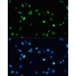 Immunofluorescence - Anti-SET/TAF-I Antibody (A15109) - Antibodies.com