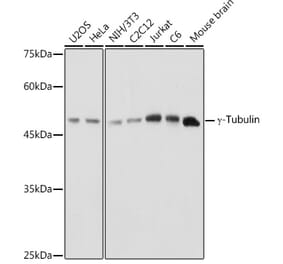Western Blot - Anti-gamma Tubulin Antibody (A15110) - Antibodies.com