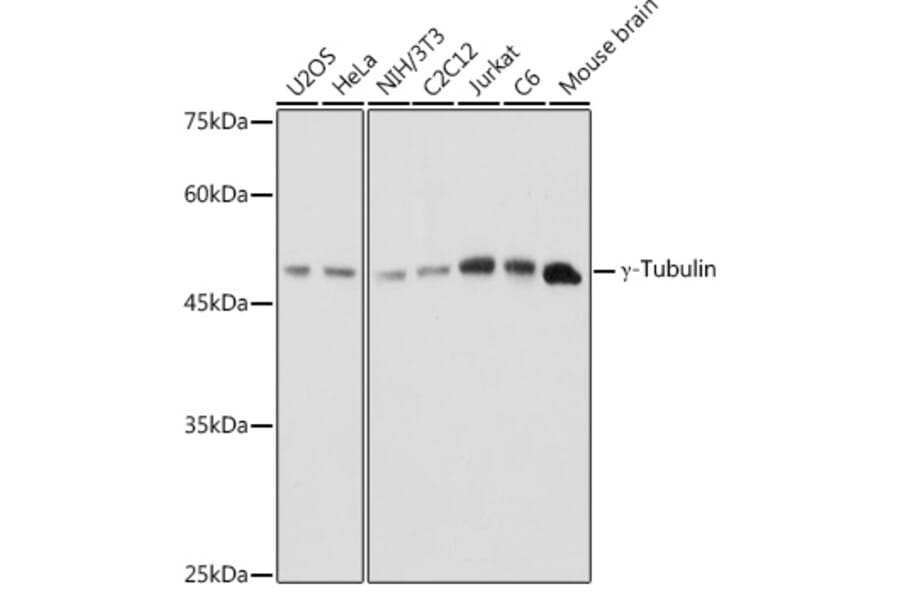Western Blot - Anti-gamma Tubulin Antibody (A15110) - Antibodies.com