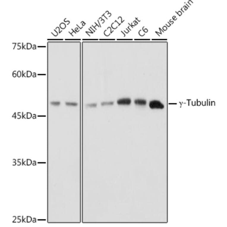 Western Blot - Anti-gamma Tubulin Antibody (A15110) - Antibodies.com