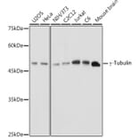 Western Blot - Anti-gamma Tubulin Antibody (A15110) - Antibodies.com