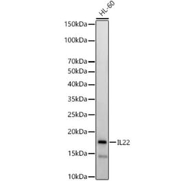 Western Blot - Anti-IL-22 Antibody (A15111) - Antibodies.com