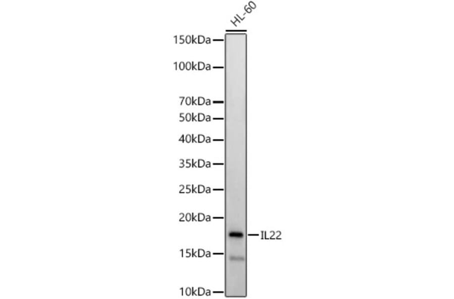 Western Blot - Anti-IL-22 Antibody (A15111) - Antibodies.com