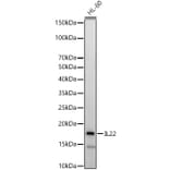 Western Blot - Anti-IL-22 Antibody (A15111) - Antibodies.com