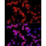 Immunofluorescence - Anti-IL-22 Antibody (A15111) - Antibodies.com