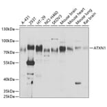 Western Blot - Anti-Ataxin 1 Antibody (A15112) - Antibodies.com