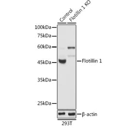 Western Blot - Anti-Flotillin 1 Antibody (A15114) - Antibodies.com
