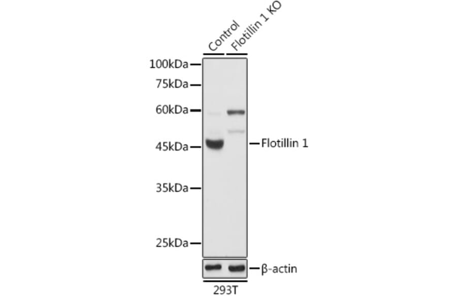 Western Blot - Anti-Flotillin 1 Antibody (A15114) - Antibodies.com