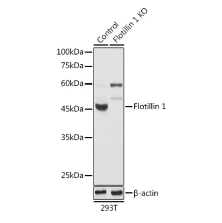 Western Blot - Anti-Flotillin 1 Antibody (A15114) - Antibodies.com