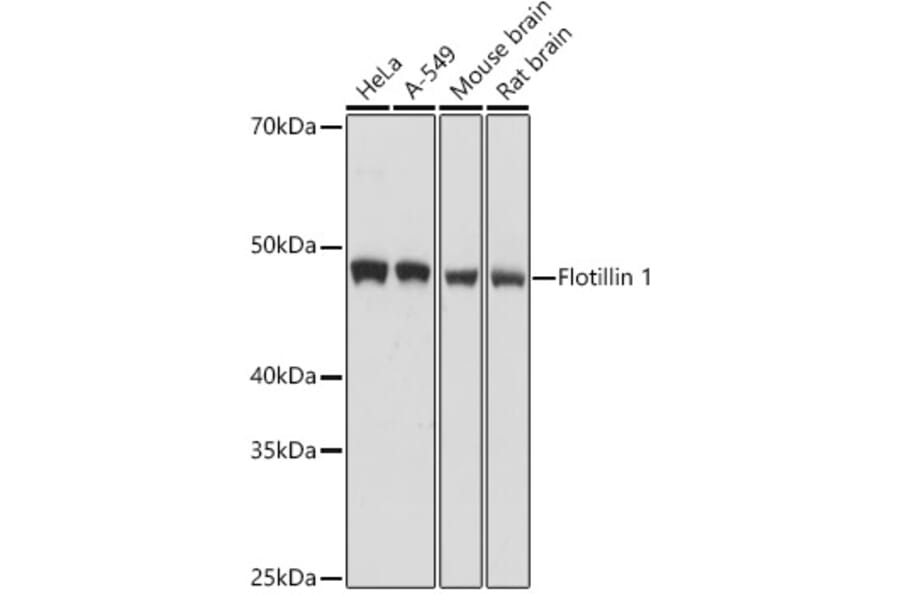 Western Blot - Anti-Flotillin 1 Antibody (A15114) - Antibodies.com