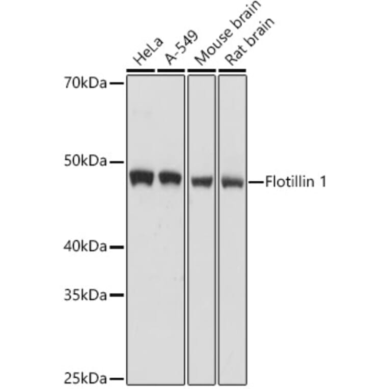 Western Blot - Anti-Flotillin 1 Antibody (A15114) - Antibodies.com
