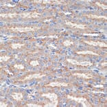 Immunohistochemistry - Anti-Flotillin 1 Antibody (A15114) - Antibodies.com