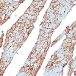 Immunohistochemistry - Anti-Flotillin 1 Antibody (A15114) - Antibodies.com