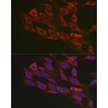 Immunofluorescence - Anti-Flotillin 1 Antibody (A15114) - Antibodies.com