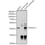 Western Blot - Anti-Flotillin 1 Antibody (A15114) - Antibodies.com
