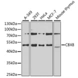 Western Blot - Anti-Cbx8 Antibody (A15115) - Antibodies.com