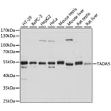 Western Blot - Anti-TADA3L Antibody (A15116) - Antibodies.com