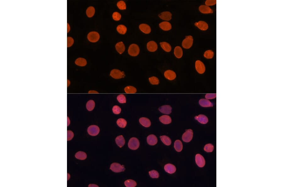 Immunofluorescence - Anti-TADA3L Antibody (A15116) - Antibodies.com