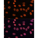 Immunofluorescence - Anti-TADA3L Antibody (A15116) - Antibodies.com