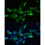 Immunofluorescence - Anti-FDFT1 Antibody (A15117) - Antibodies.com