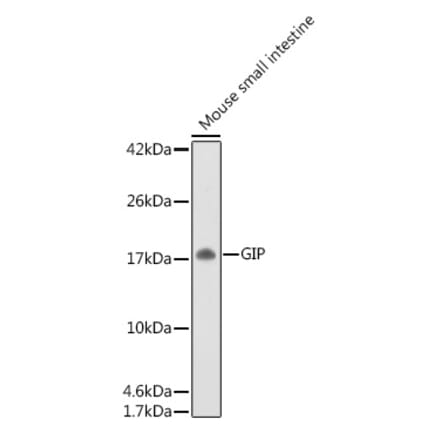 Western Blot - Anti-GIP Antibody (A15118) - Antibodies.com