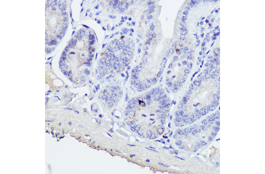 Immunohistochemistry - Anti-GIP Antibody (A15118) - Antibodies.com
