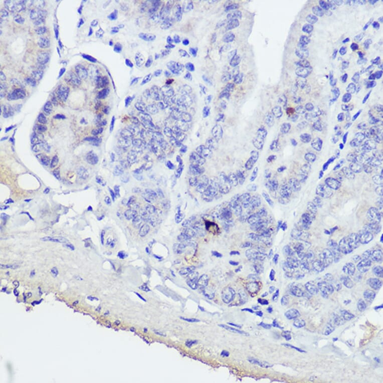 Immunohistochemistry - Anti-GIP Antibody (A15118) - Antibodies.com