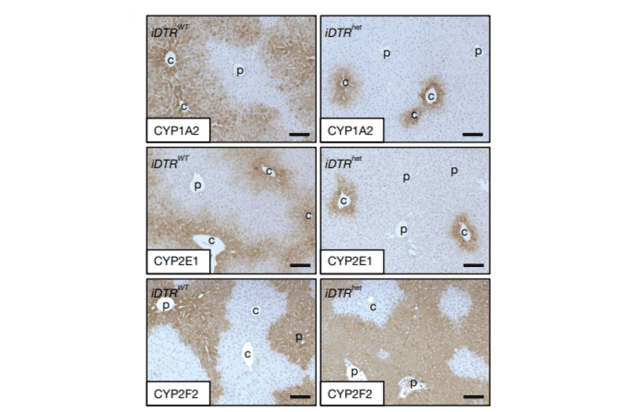 Immunohistochemistry - Anti-ornithine aminotransferase Antibody - Antibodies.com