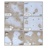 Immunohistochemistry - Anti-ornithine aminotransferase Antibody - Antibodies.com