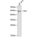 Western Blot - Anti-TIA1 Antibody (A6237) - Antibodies.com