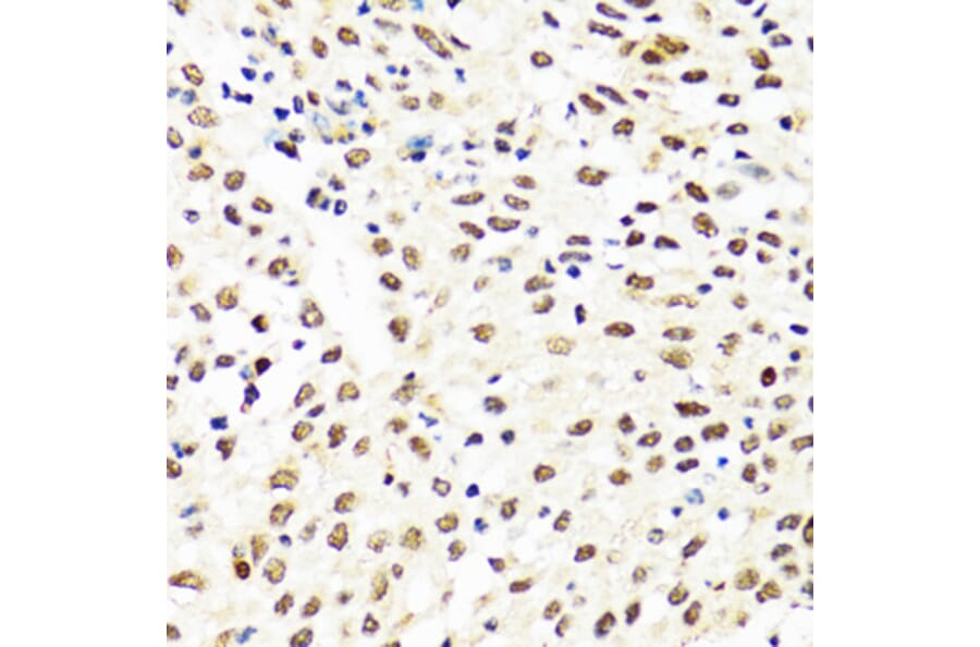 Immunohistochemistry - Anti-TIA1 Antibody (A6237) - Antibodies.com