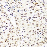 Immunohistochemistry - Anti-TIA1 Antibody (A6237) - Antibodies.com