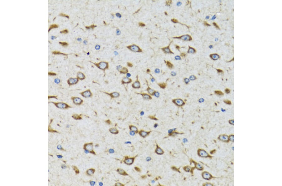 Immunohistochemistry - Anti-FTS Antibody (A15122) - Antibodies.com