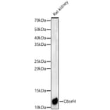 Western Blot - Anti-TCIM Antibody (A15123) - Antibodies.com