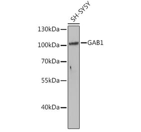 Western Blot - Anti-GAB1 Antibody (A15127) - Antibodies.com