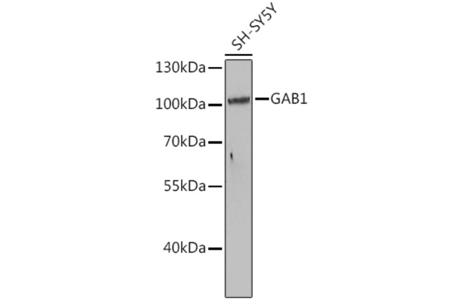 Western Blot - Anti-GAB1 Antibody (A15127) - Antibodies.com