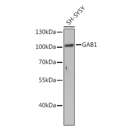 Western Blot - Anti-GAB1 Antibody (A15127) - Antibodies.com