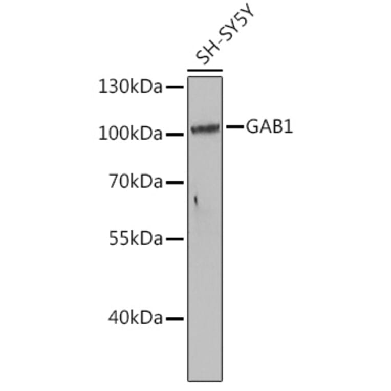 Western Blot - Anti-GAB1 Antibody (A15127) - Antibodies.com