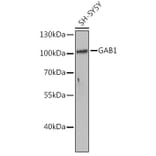 Western Blot - Anti-GAB1 Antibody (A15127) - Antibodies.com