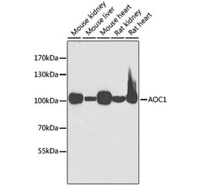 Western Blot - Anti-ABP1 Antibody (A15128) - Antibodies.com