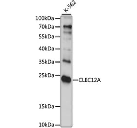 Western Blot - Anti-CLEC12A Antibody (A15129) - Antibodies.com
