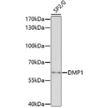 Western Blot - Anti-DMP1 Antibody (A6253) - Antibodies.com