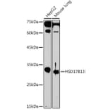 Western Blot - Anti-HSD17B13 Antibody (A15134) - Antibodies.com