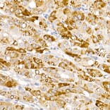 Immunohistochemistry - Anti-HSD17B13 Antibody (A15134) - Antibodies.com