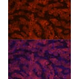 Immunofluorescence - Anti-HSD17B13 Antibody (A15134) - Antibodies.com