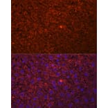 Immunofluorescence - Anti-HSD17B13 Antibody (A15134) - Antibodies.com