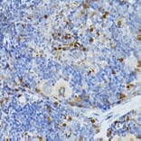 Immunohistochemistry - Anti-SERPINB1/PI2 Antibody (A15135) - Antibodies.com