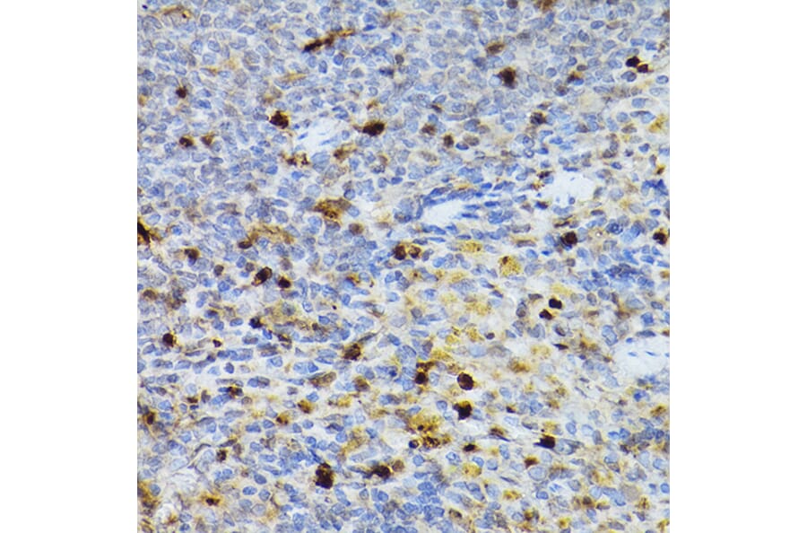 Immunohistochemistry - Anti-SERPINB1/PI2 Antibody (A15135) - Antibodies.com