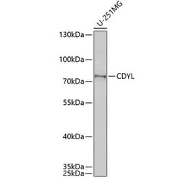 Western Blot - Anti-CDYL Antibody (A15136) - Antibodies.com