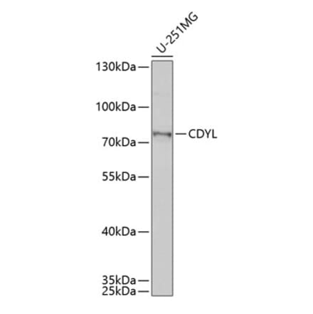 Western Blot - Anti-CDYL Antibody (A15136) - Antibodies.com